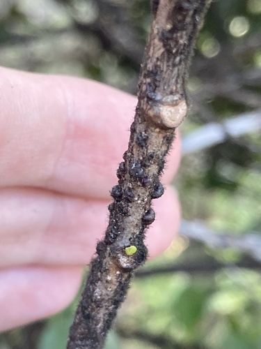 Lobate Lac Scale photo 5