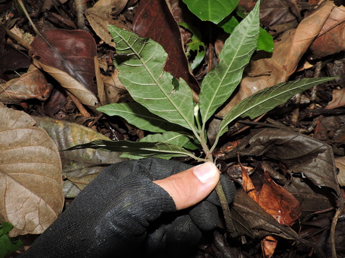Dorstenia carautae