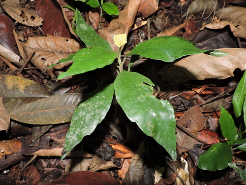 Dorstenia carautae
