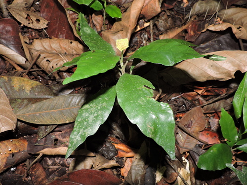 Dorstenia carautae