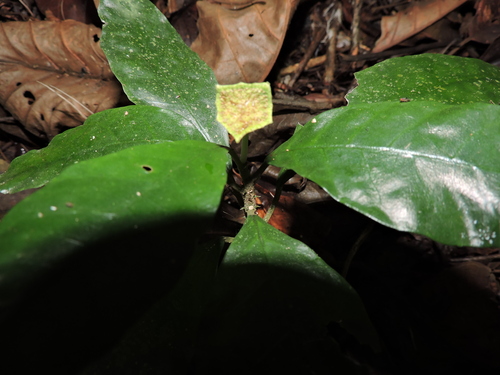 Dorstenia carautae