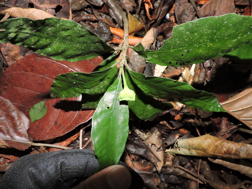 Dorstenia carautae