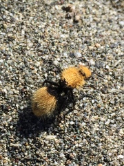 Dasymutilla californica