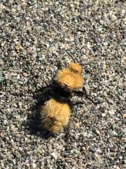 Dasymutilla californica