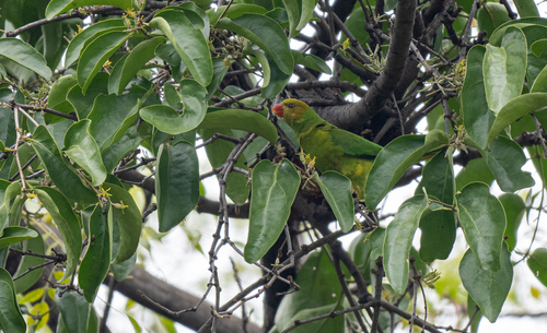 Olive-headed Lorikeet (Trichoglossus euteles), photo 2