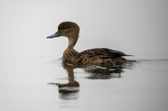 Sunda Teal photo 5