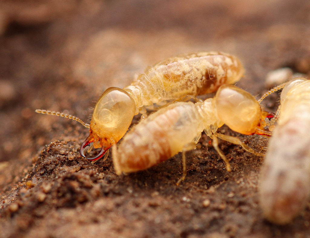 Amitermes californicus