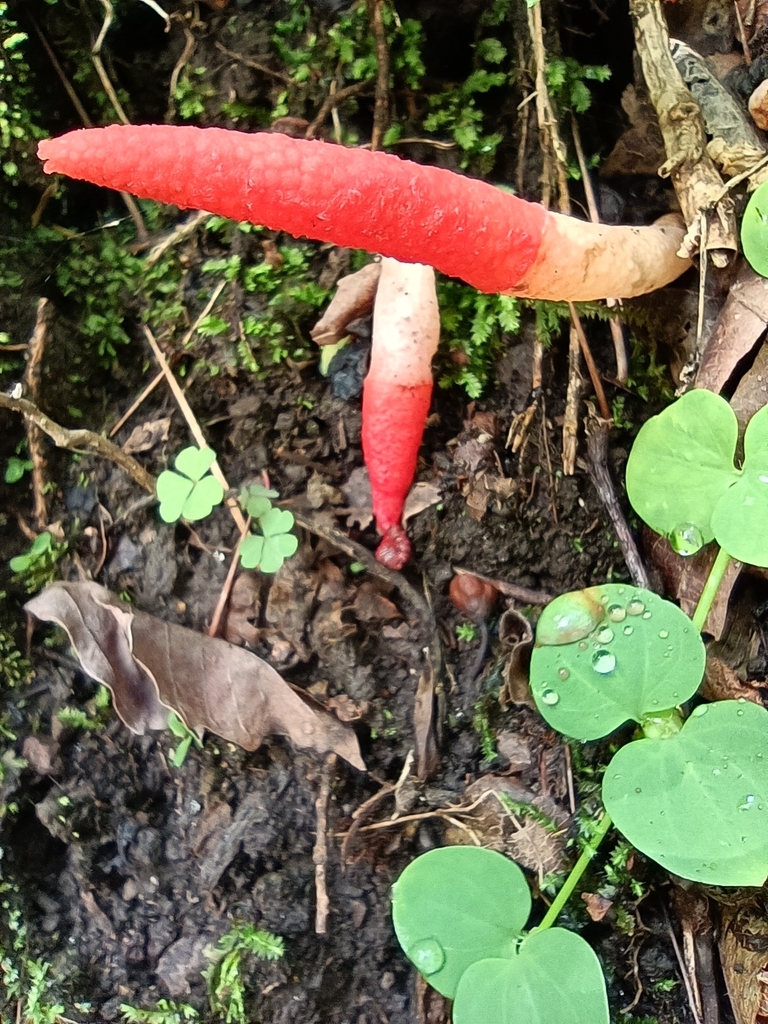 Mutinus argentinus · March 2023 · photo: © eldirko (iNaturalist, cc0)