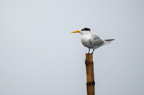 Charrán bengalí (Thalasseus bengalensis)
