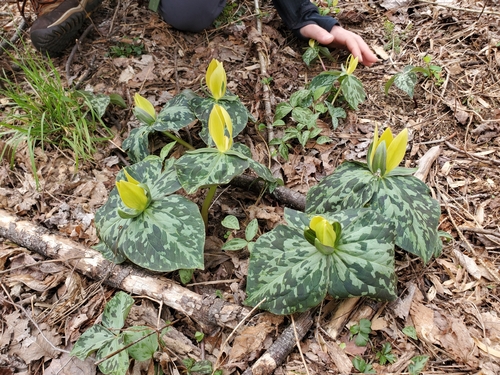 Trillium luteum
