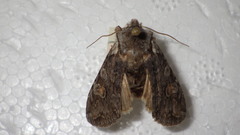 Lithophane furcifera