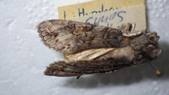 Lithophane furcifera