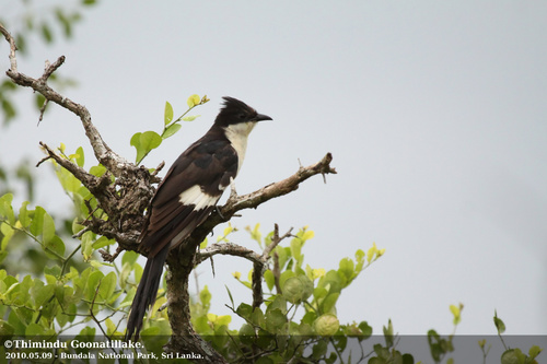 Pied Cuckoo