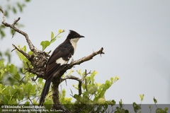 Jacobin Cuckoo photo 2