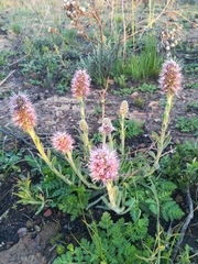 Echiostachys ecklonianus