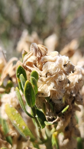 Image of Petalonyx linearis by no rights reserved
