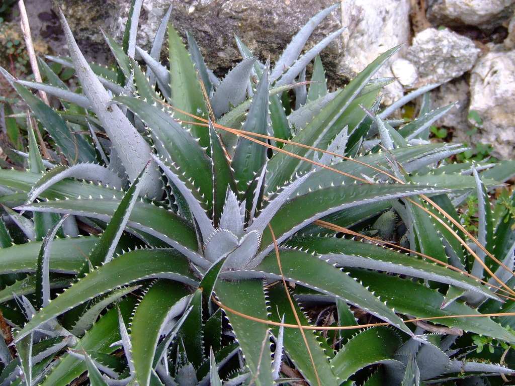 Dyckia platyphylla