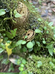 Peperomia rotundifolia image