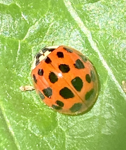 iNaturalist observation photo of Asian Lady Beetle