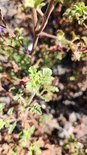 Phacelia scariosa (Phacelia scariosa)