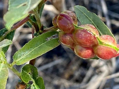 iNaturalist observation photo of Willow Apple Gall Sawfly