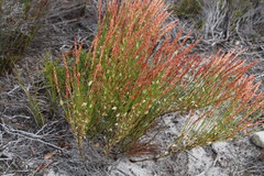 Elegia stipularis