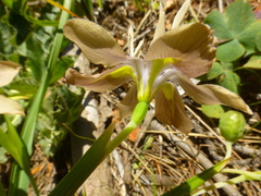 Moraea vegeta