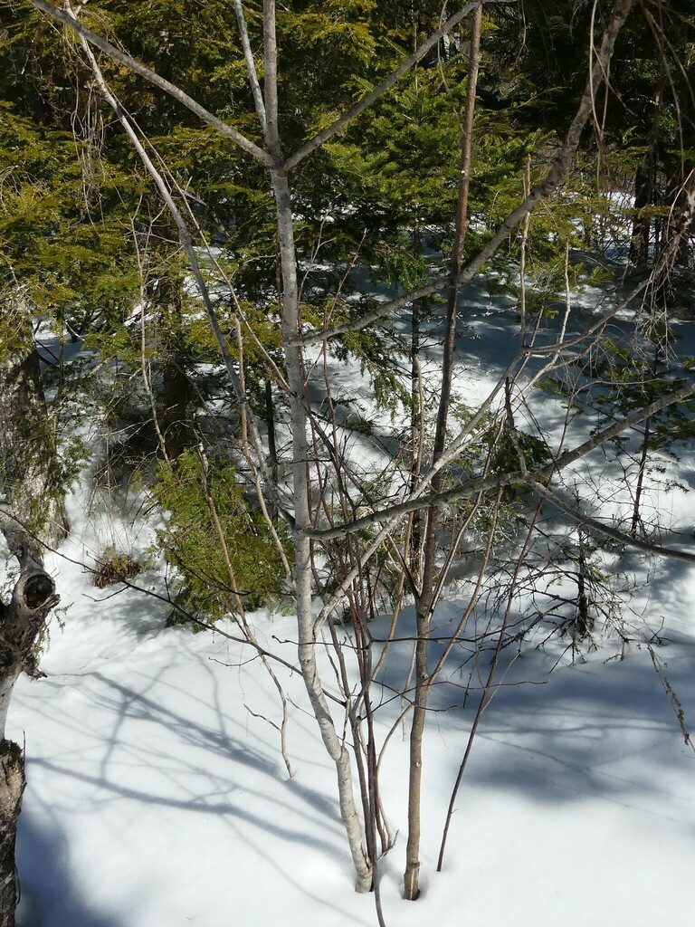 poison sumac from Mississippi Mills, ON, Canada on March 09, 2023 at 12