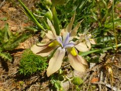 Moraea vegeta