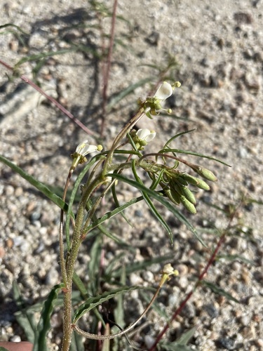 Image of Eremothera refracta by (c) Matt Berger, some rights reserved (CC BY)