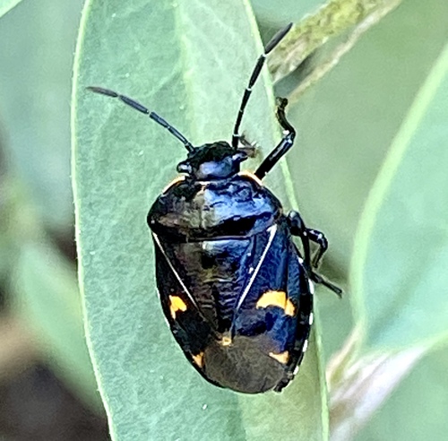 iNaturalist observation photo of Harlequin Bug