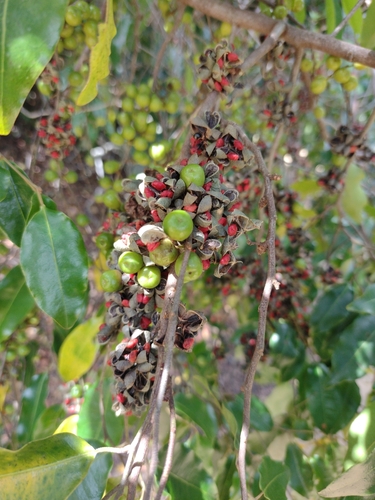 Image of Pera glabrata by (c) Lucas Kaminski, some rights reserved (CC BY)
