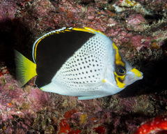 Chaetodon tinkeri