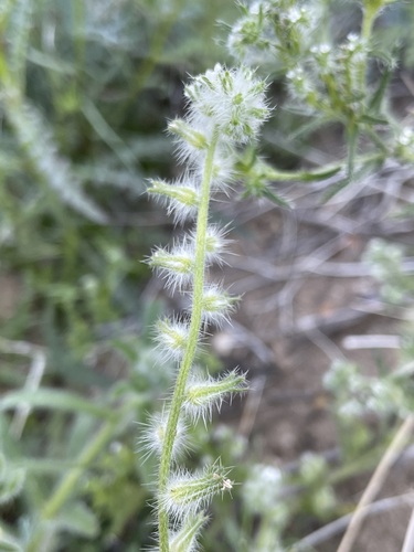 Image of Cryptantha barbigera by (c) Matt Berger, some rights reserved (CC BY)
