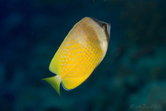 Chaetodon kleinii