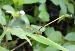 Ceriagrion fallax