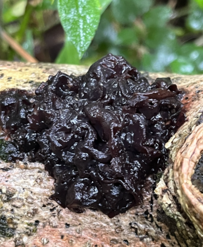 Tremella boraborensis, 2023-02-24