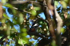 Dendrocopos syriacus