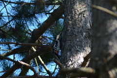 Dendrocopos syriacus