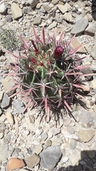 Ferocactus recurvus recurvus
