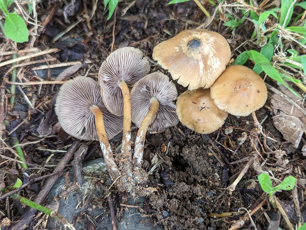 Psilocybe caerulescens · March 2023 · photo: © alan_rockefeller (iNaturalist, cc-by-sa)