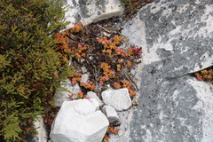 Drosanthemum stokoei