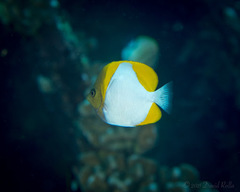 Hemitaurichthys polylepis