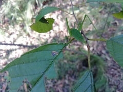 Poecilimon schmidtii