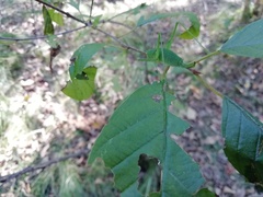 Poecilimon schmidtii