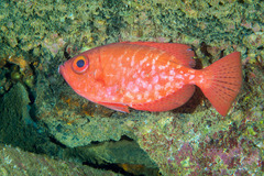 Heteropriacanthus carolinus