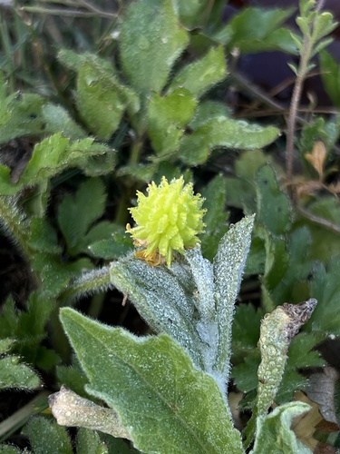 Ranunculus sieboldii iNat (3)