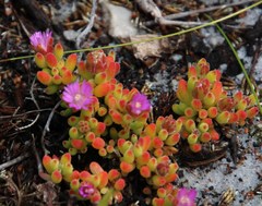 Drosanthemum stokoei