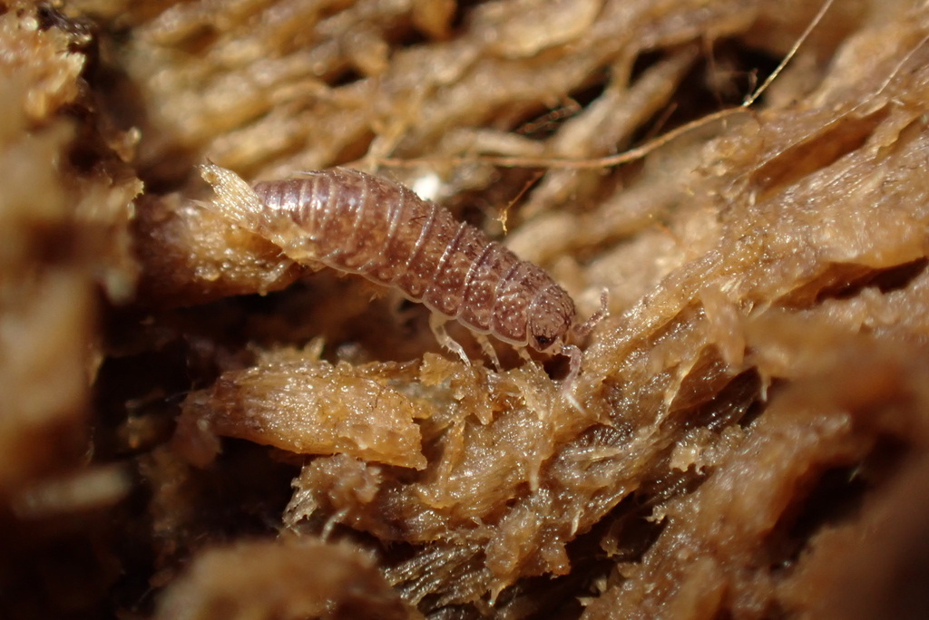 Small Alabama Sowbug