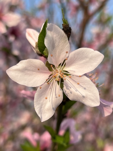 Prunus davidiana (Carrière) Franch.